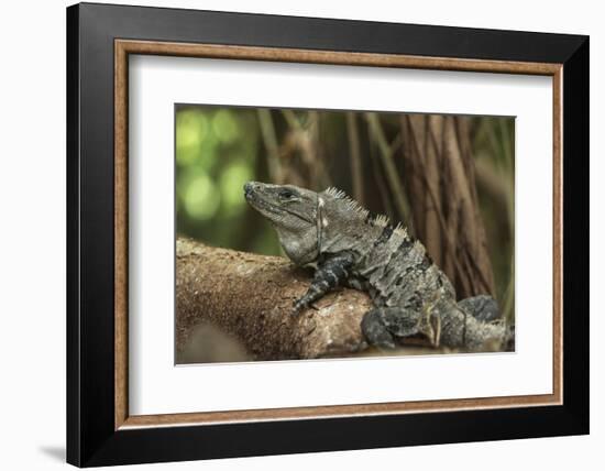 Black Spiny-Tailed Iguana, Half Moon Caye, Lighthouse Reef, Atoll Belize-Pete Oxford-Framed Photographic Print