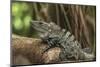 Black Spiny-Tailed Iguana, Half Moon Caye, Lighthouse Reef, Atoll Belize-Pete Oxford-Mounted Photographic Print
