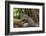 Black Spiny-Tailed Iguana, Half Moon Caye, Lighthouse Reef, Atoll Belize-Pete Oxford-Framed Photographic Print