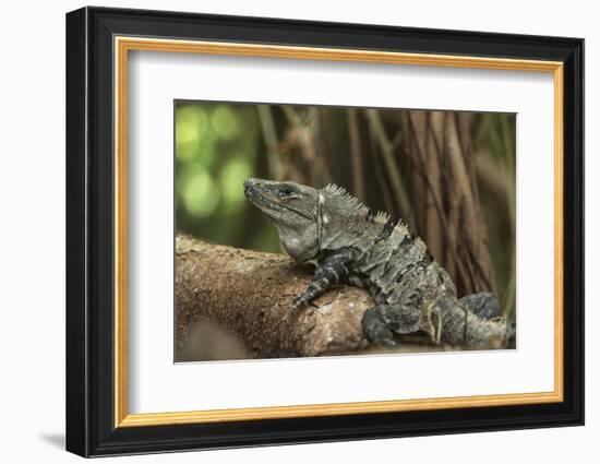 Black Spiny-Tailed Iguana, Half Moon Caye, Lighthouse Reef, Atoll Belize-Pete Oxford-Framed Photographic Print