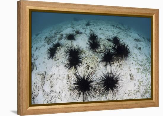 Black Spiny Urchins Graze on Algae on the Seafloor in Indonesia-Stocktrek Images-Framed Premier Image Canvas