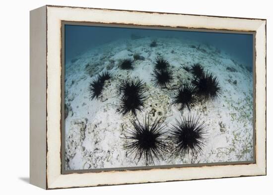 Black Spiny Urchins Graze on Algae on the Seafloor in Indonesia-Stocktrek Images-Framed Premier Image Canvas