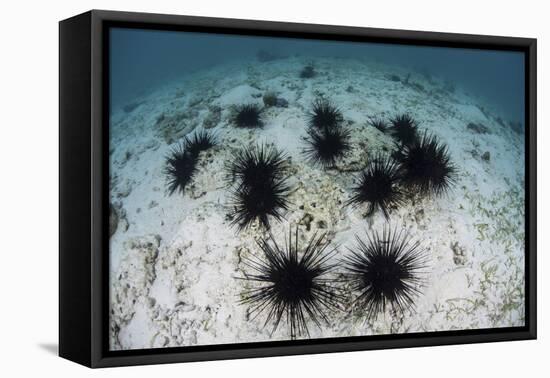 Black Spiny Urchins Graze on Algae on the Seafloor in Indonesia-Stocktrek Images-Framed Premier Image Canvas