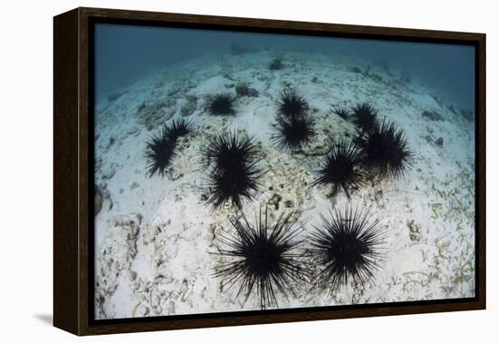 Black Spiny Urchins Graze on Algae on the Seafloor in Indonesia-Stocktrek Images-Framed Premier Image Canvas