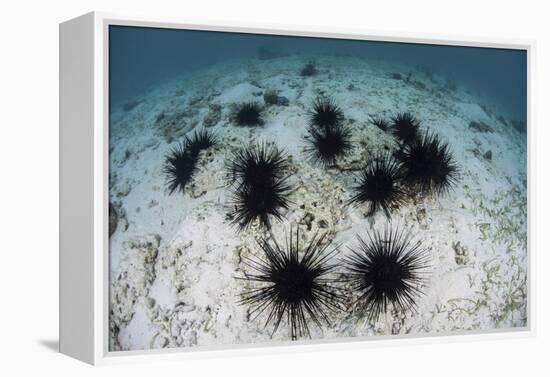 Black Spiny Urchins Graze on Algae on the Seafloor in Indonesia-Stocktrek Images-Framed Premier Image Canvas