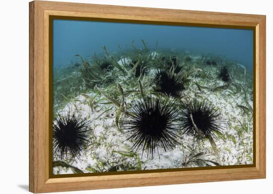 Black Spiny Urchins Graze on Algae on the Seafloor in Indonesia-Stocktrek Images-Framed Premier Image Canvas