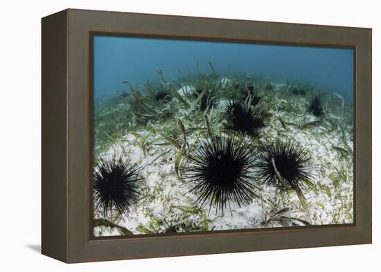 Black Spiny Urchins Graze on Algae on the Seafloor in Indonesia-Stocktrek Images-Framed Premier Image Canvas
