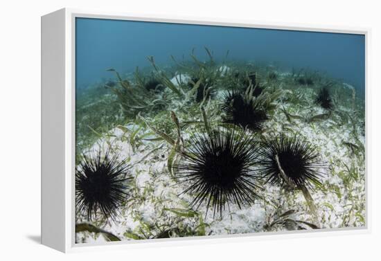 Black Spiny Urchins Graze on Algae on the Seafloor in Indonesia-Stocktrek Images-Framed Premier Image Canvas