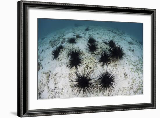 Black Spiny Urchins Graze on Algae on the Seafloor in Indonesia-Stocktrek Images-Framed Photographic Print