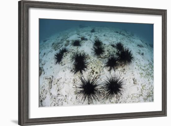 Black Spiny Urchins Graze on Algae on the Seafloor in Indonesia-Stocktrek Images-Framed Photographic Print