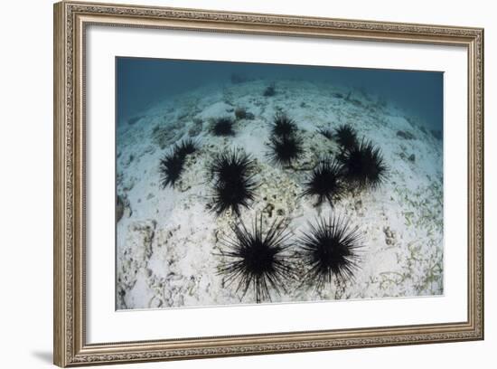 Black Spiny Urchins Graze on Algae on the Seafloor in Indonesia-Stocktrek Images-Framed Photographic Print