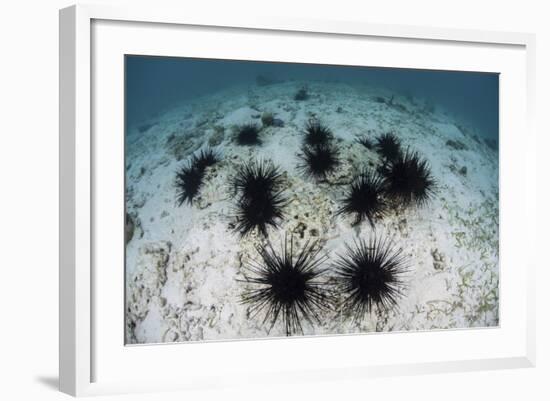 Black Spiny Urchins Graze on Algae on the Seafloor in Indonesia-Stocktrek Images-Framed Photographic Print