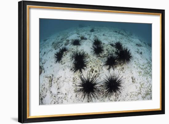 Black Spiny Urchins Graze on Algae on the Seafloor in Indonesia-Stocktrek Images-Framed Photographic Print