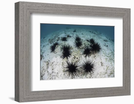 Black Spiny Urchins Graze on Algae on the Seafloor in Indonesia-Stocktrek Images-Framed Photographic Print