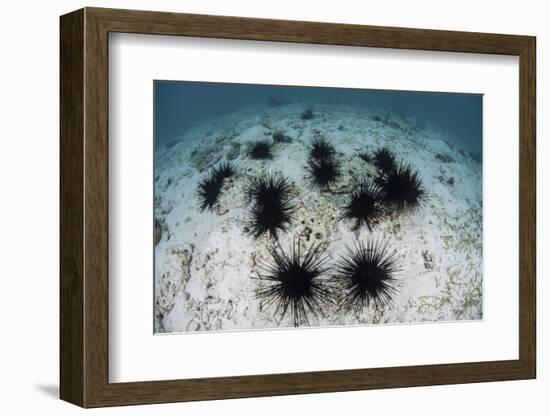 Black Spiny Urchins Graze on Algae on the Seafloor in Indonesia-Stocktrek Images-Framed Photographic Print