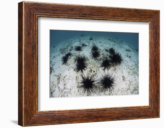 Black Spiny Urchins Graze on Algae on the Seafloor in Indonesia-Stocktrek Images-Framed Photographic Print