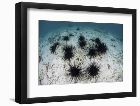 Black Spiny Urchins Graze on Algae on the Seafloor in Indonesia-Stocktrek Images-Framed Photographic Print