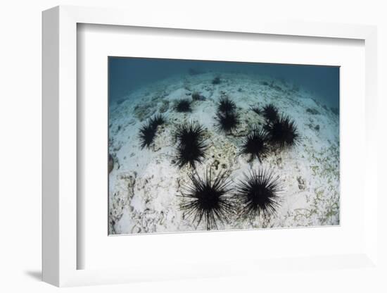 Black Spiny Urchins Graze on Algae on the Seafloor in Indonesia-Stocktrek Images-Framed Photographic Print