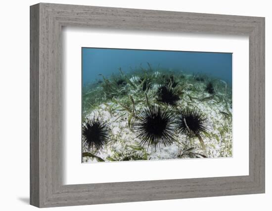 Black Spiny Urchins Graze on Algae on the Seafloor in Indonesia-Stocktrek Images-Framed Photographic Print