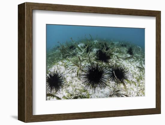 Black Spiny Urchins Graze on Algae on the Seafloor in Indonesia-Stocktrek Images-Framed Photographic Print