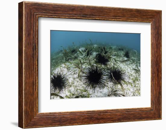 Black Spiny Urchins Graze on Algae on the Seafloor in Indonesia-Stocktrek Images-Framed Photographic Print