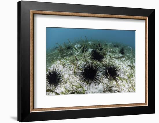 Black Spiny Urchins Graze on Algae on the Seafloor in Indonesia-Stocktrek Images-Framed Photographic Print