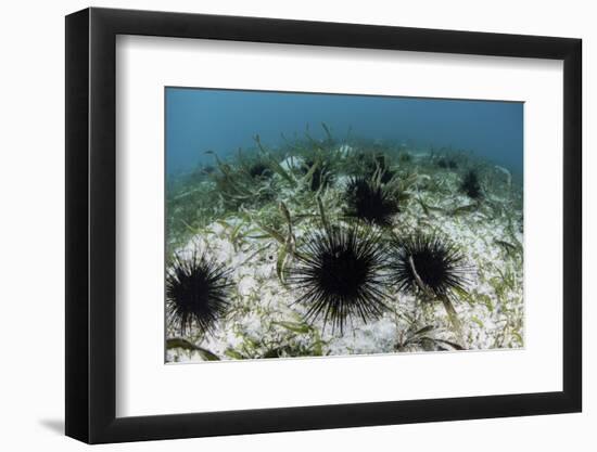 Black Spiny Urchins Graze on Algae on the Seafloor in Indonesia-Stocktrek Images-Framed Photographic Print