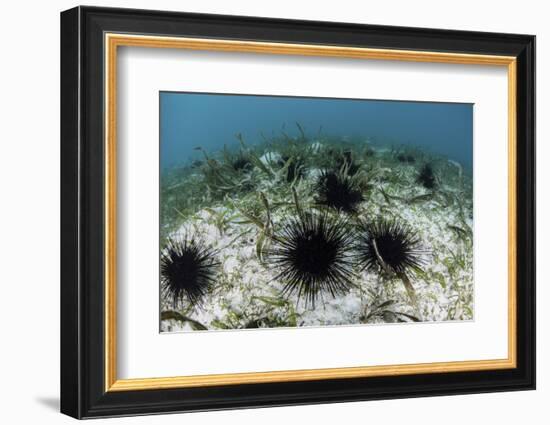 Black Spiny Urchins Graze on Algae on the Seafloor in Indonesia-Stocktrek Images-Framed Photographic Print