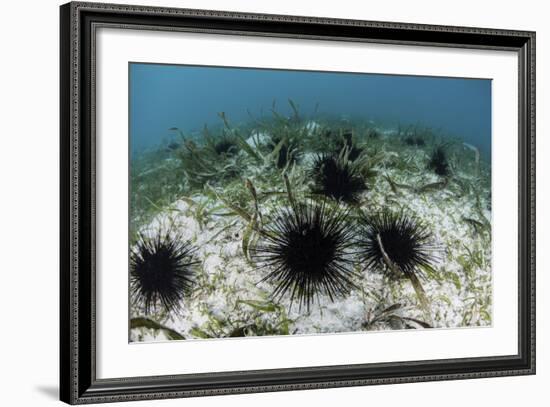 Black Spiny Urchins Graze on Algae on the Seafloor in Indonesia-Stocktrek Images-Framed Photographic Print