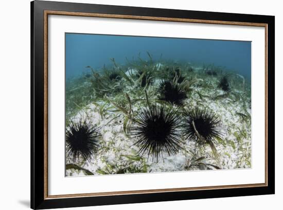 Black Spiny Urchins Graze on Algae on the Seafloor in Indonesia-Stocktrek Images-Framed Photographic Print