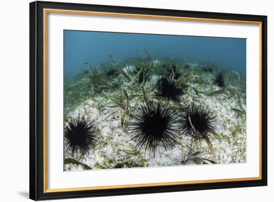 Black Spiny Urchins Graze on Algae on the Seafloor in Indonesia-Stocktrek Images-Framed Photographic Print