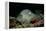 Black-Spotted Stingray (Taeniura Meyeni).-Reinhard Dirscherl-Framed Premier Image Canvas