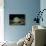Black-Spotted Stingray (Taeniura Meyeni).-Reinhard Dirscherl-Photographic Print displayed on a wall
