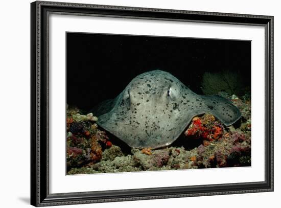 Black-Spotted Stingray (Taeniura Meyeni).-Reinhard Dirscherl-Framed Photographic Print