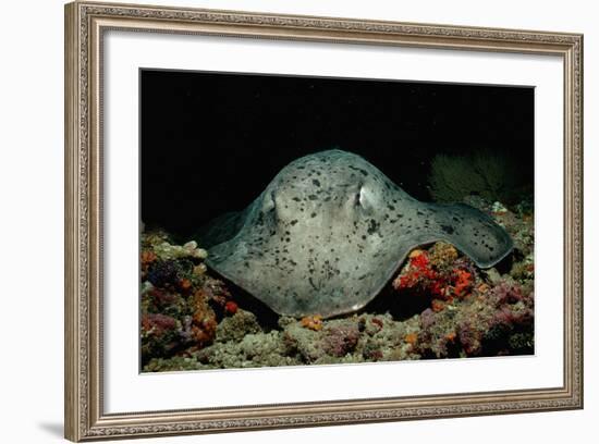 Black-Spotted Stingray (Taeniura Meyeni).-Reinhard Dirscherl-Framed Photographic Print