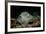 Black-Spotted Stingray (Taeniura Meyeni).-Reinhard Dirscherl-Framed Photographic Print