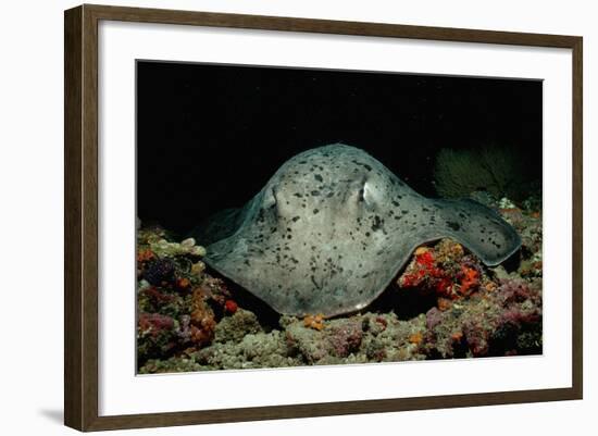 Black-Spotted Stingray (Taeniura Meyeni).-Reinhard Dirscherl-Framed Photographic Print