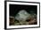 Black-Spotted Stingray (Taeniura Meyeni).-Reinhard Dirscherl-Framed Photographic Print