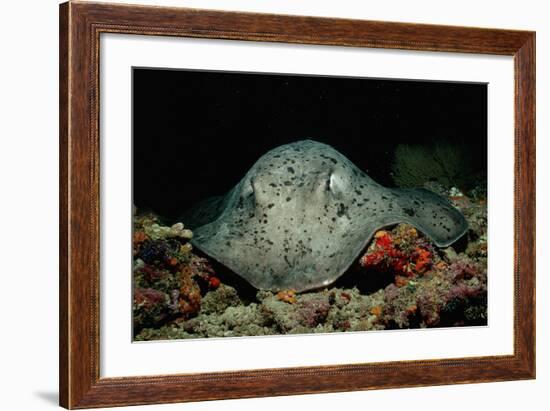 Black-Spotted Stingray (Taeniura Meyeni).-Reinhard Dirscherl-Framed Photographic Print