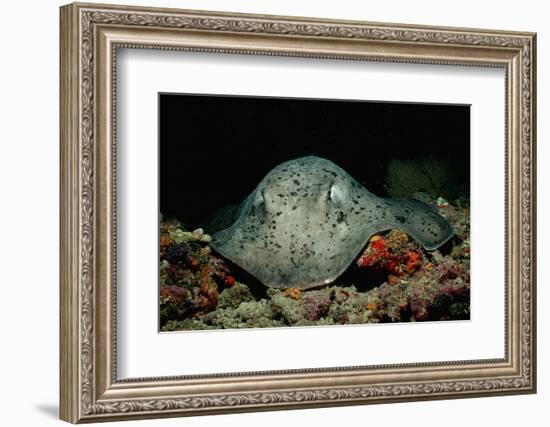 Black-Spotted Stingray (Taeniura Meyeni).-Reinhard Dirscherl-Framed Photographic Print