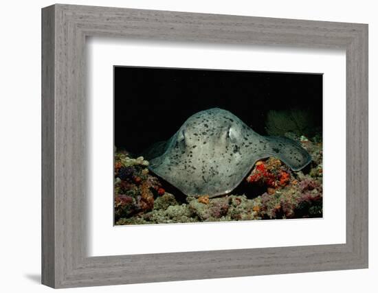 Black-Spotted Stingray (Taeniura Meyeni).-Reinhard Dirscherl-Framed Photographic Print