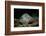 Black-Spotted Stingray (Taeniura Meyeni).-Reinhard Dirscherl-Framed Photographic Print