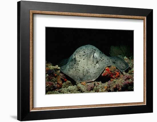 Black-Spotted Stingray (Taeniura Meyeni).-Reinhard Dirscherl-Framed Photographic Print