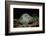 Black-Spotted Stingray (Taeniura Meyeni).-Reinhard Dirscherl-Framed Photographic Print