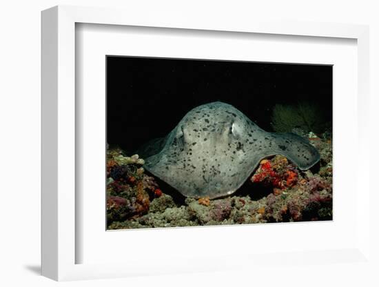 Black-Spotted Stingray (Taeniura Meyeni).-Reinhard Dirscherl-Framed Photographic Print