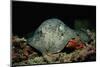 Black-Spotted Stingray (Taeniura Meyeni).-Reinhard Dirscherl-Mounted Photographic Print