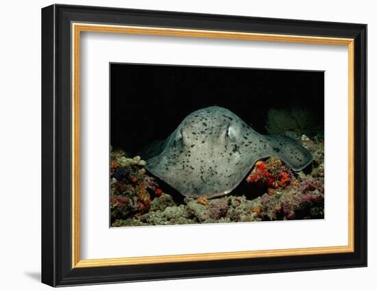 Black-Spotted Stingray (Taeniura Meyeni).-Reinhard Dirscherl-Framed Photographic Print