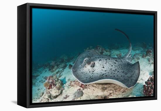 Black-Spotted Stingray-Reinhard Dirscherl-Framed Premier Image Canvas