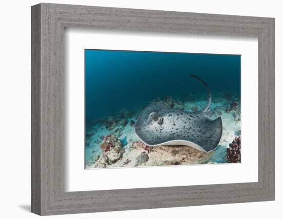 Black-Spotted Stingray-Reinhard Dirscherl-Framed Photographic Print