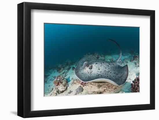 Black-Spotted Stingray-Reinhard Dirscherl-Framed Photographic Print